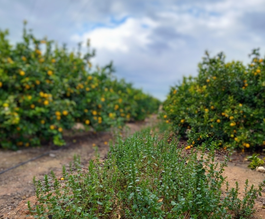 Zmiany klimatu: jak wpływają na zwalczanie szkodników w owocach cytrusowych?